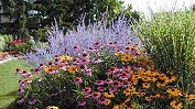 Softscape Creations & Plantings